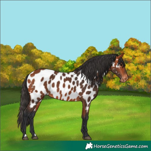 Horse Color:Bay Appaloosa 