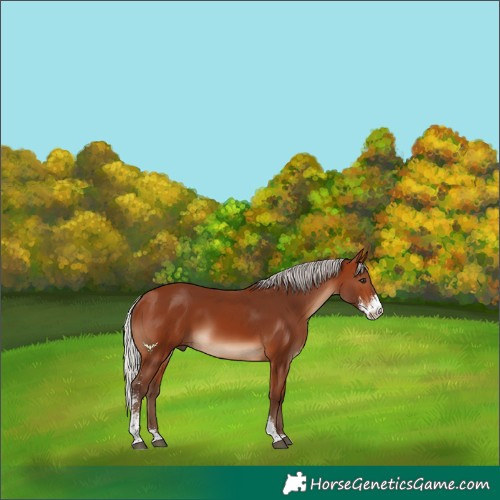 Horse Color:Silver Brown Sabino 
