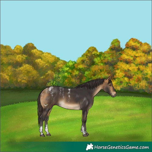 Horse Color:Powder White Buckskin 
