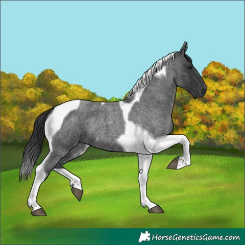 Horse Color:Blue Roan Tobiano