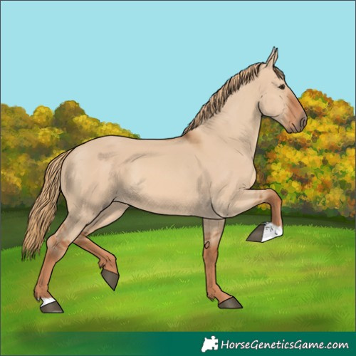 Horse Color:Red Dun 