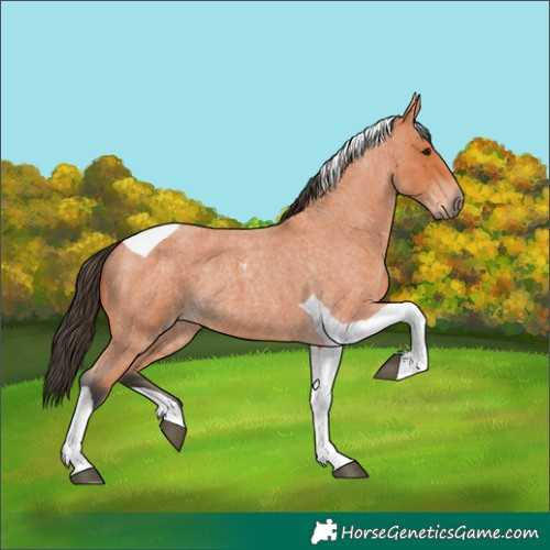 Horse Color:Bay Roan Tobiano