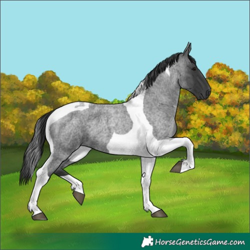 Horse Color:Blue Roan Tobiano