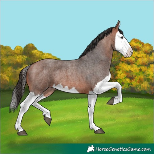 Horse Color:Bay Roan Splash