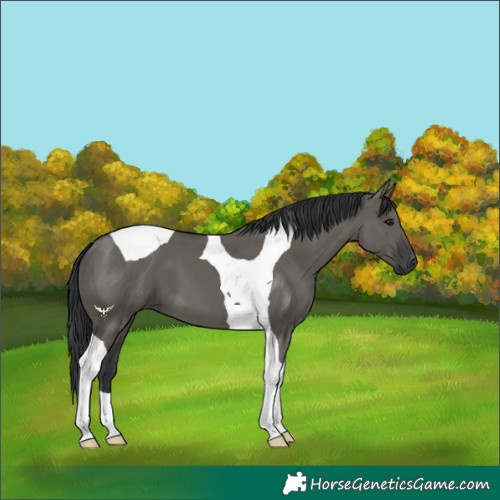 Horse Color:Grullo Tobiano