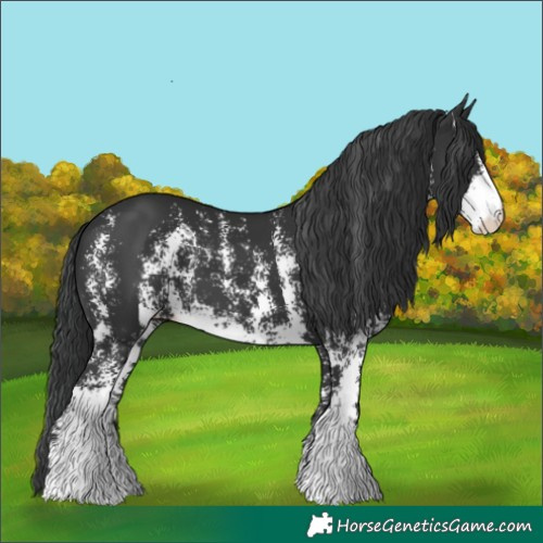 Horse Color:Black Sabino 
