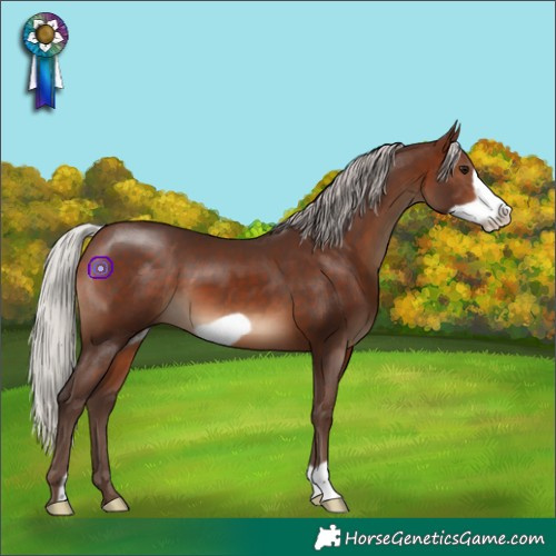 Horse Color:Silver Brown Frame
