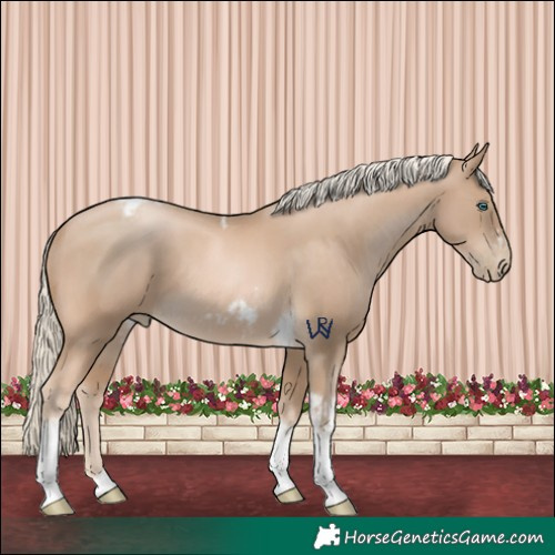Horse Color:Chocolate Palomino Pearl Tobiano Frame and Chocolate Palomino Pearl Tobiano Frame