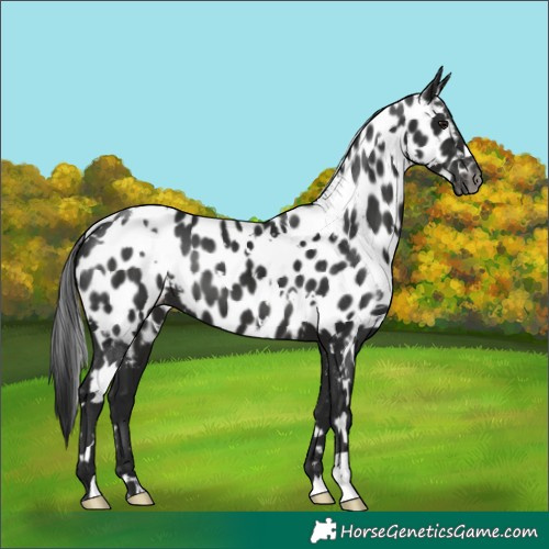 Horse Color:Gray White Spotted Black Appaloosa 