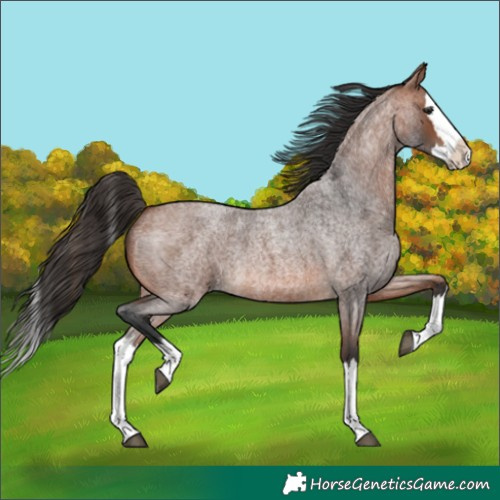 Horse Color:Bay Roan Splash