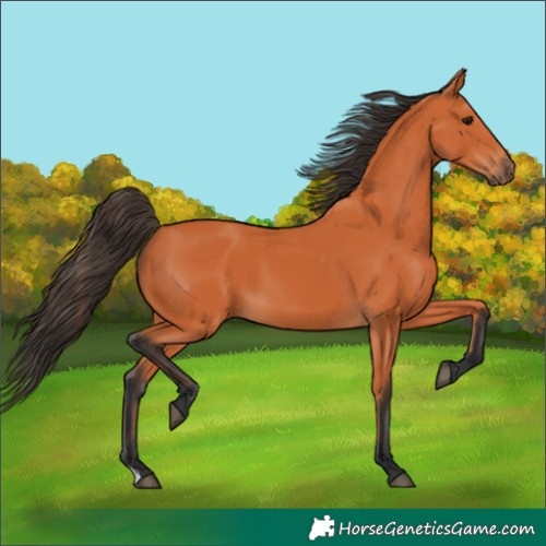 Horse Color:Bay 