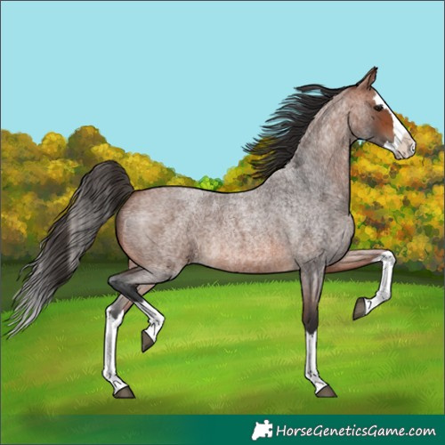 Horse Color:Bay Roan Splash