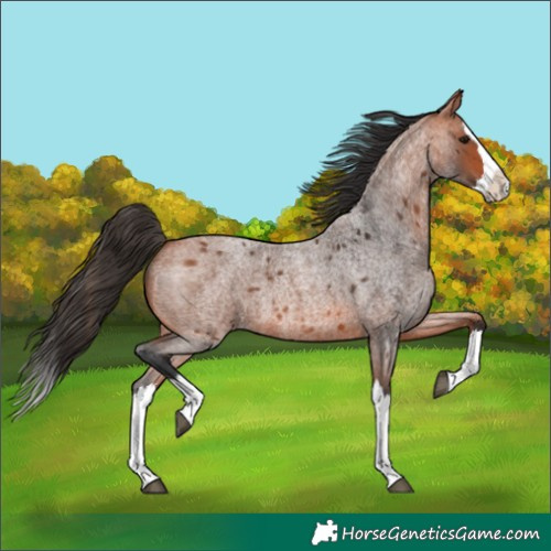 Horse Color:Bay Roan Splash 