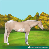 Horse Color:Chocolate Palomino Pearl Tobiano Frame and Chocolate Palomino Pearl Tobiano Frame Rabicano