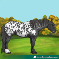 Horse Color:Black Near Leopard