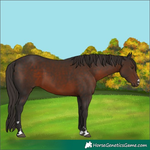 Horse Color:Liver Chestnut