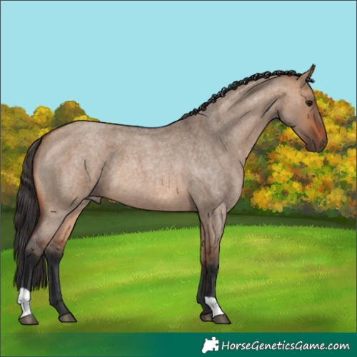 Horse Color:Bay Roan Dun 