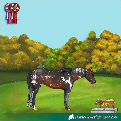 Horse Color:White Spotted Brown Snowflake Varnish