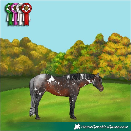 Horse Color:White Spotted Brown Appaloosa 