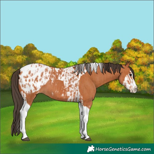 Horse Color:Bay Splash Tobiano Appaloosa and Bay Splash Tobiano Appaloosa