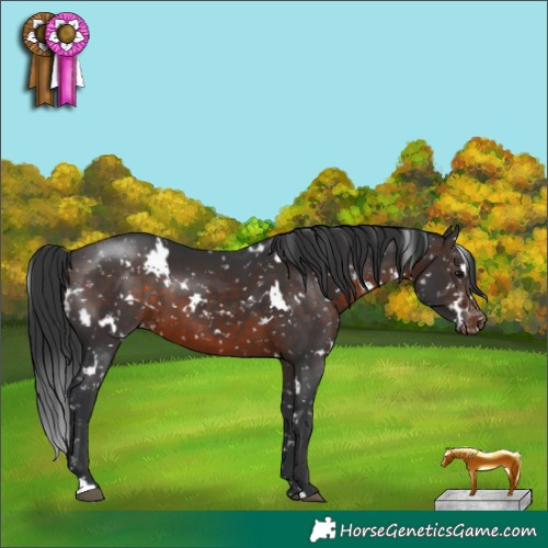 Horse Color:White Spotted Brown Snowflake Varnish