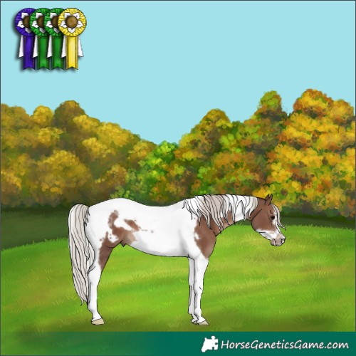 Horse Color:Silver Black Tobiano Frame 