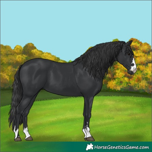 Horse Color:Black 