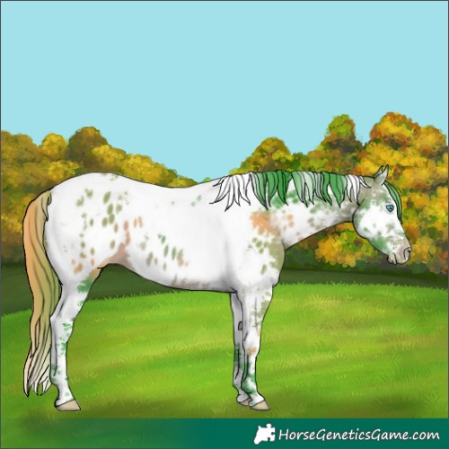 Horse Color:Watercolor Bay Splash Tobiano Appaloosa 