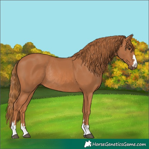 Horse Color:Chestnut Rabicano