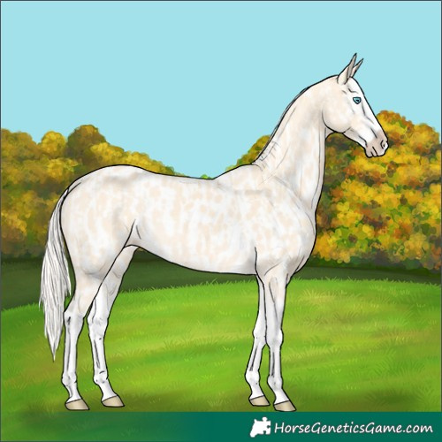 Horse Color:Cremello Splash  and Cremello Splash Appaloosa 
