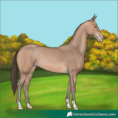 Horse Color:Amber Champagne