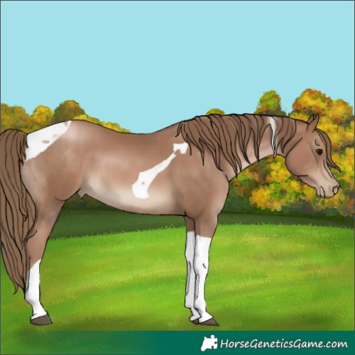 Horse Color:Black Pearl Tobiano