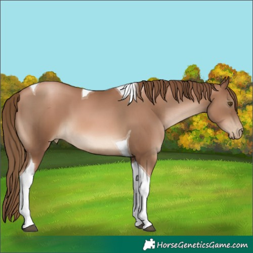 Horse Color:Liver Chestnut Pearl Tobiano