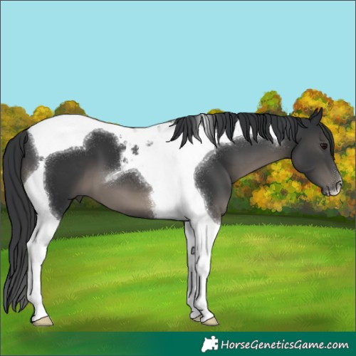 Horse Color:Black Tobiano