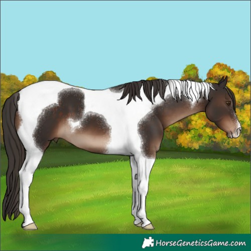 Horse Color:Liver Chestnut Tobiano 