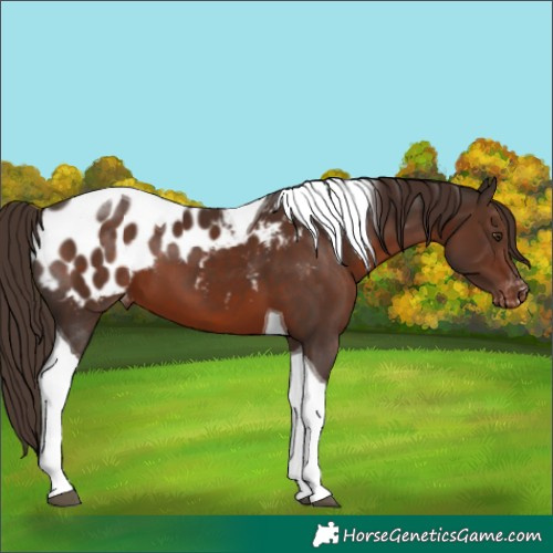 Horse Color:Liver Chestnut Tobiano Appaloosa 