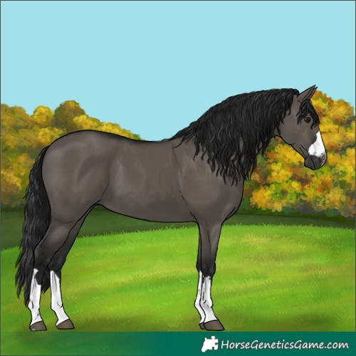Horse Color:Gray Grullo