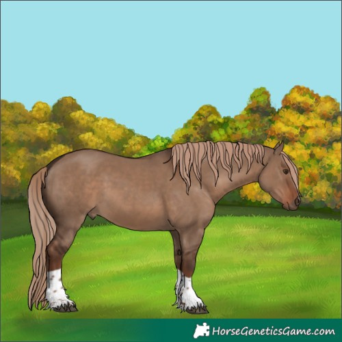 Horse Color:Liver Red Dun Tobiano Rabicano