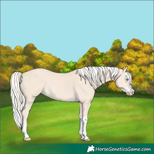 Horse Color:Cremello Splash  and Cremello Splash 