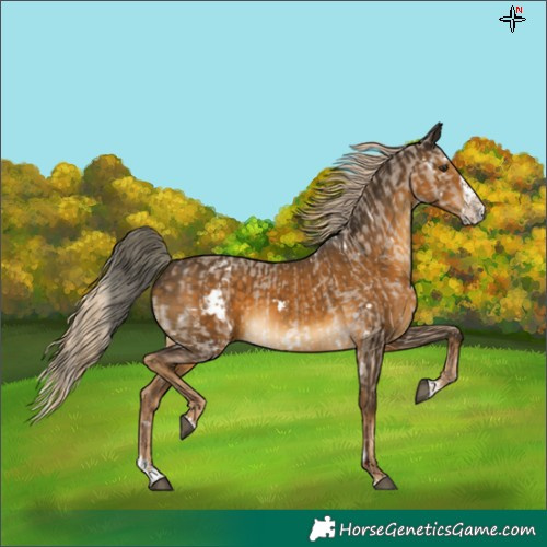 Horse Color:White Spotted Liver Red Dun Mushroom Splash and White Spotted Chocolate Palomino Mushroom Splash