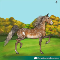 Horse Color:White Spotted Liver Red Dun Mushroom Splash and White Spotted Chocolate Palomino Mushroom Splash