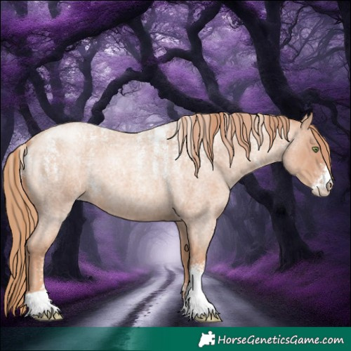 Horse Color:Powder White Gold Champagne Roan 