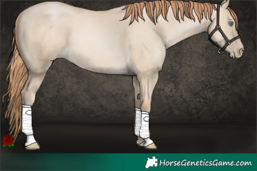 Horse Color:Smoky Grullo Pearl