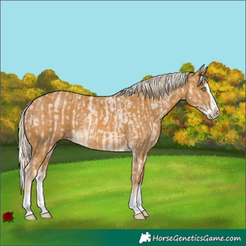 Horse Color:Cremello Splash and Palomino Splash