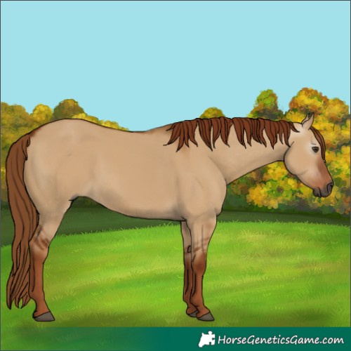 Horse Color:Gray Red Dun