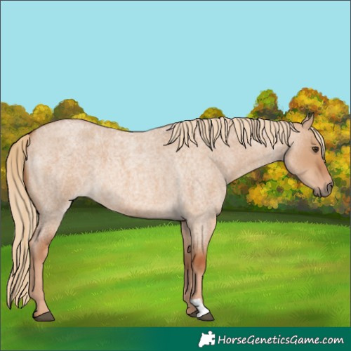 Horse Color:Red Dun Roan 