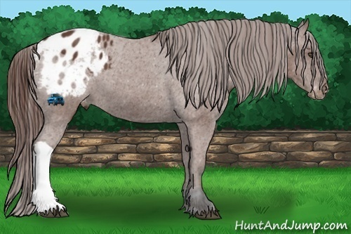 Horse Color:Bay Appaloosa 