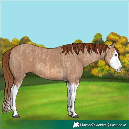 Horse Color:Red Dun Splash and Red Dun Splash