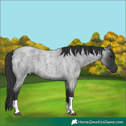 Horse Color:Blue Roan Tobiano
