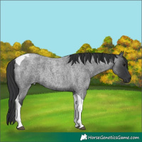 Horse Color:Blue Roan Tobiano 